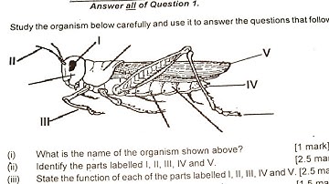 2024 BECE Integrated Science Questions with  Full Answers