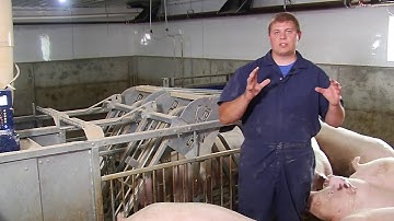 Electronic Sow Feeding Systems