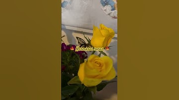 Thumbnail of #music 🍁🥰 #song 💛 #amor 🧡💛🍁🥰 #rose 🍁🧡💛