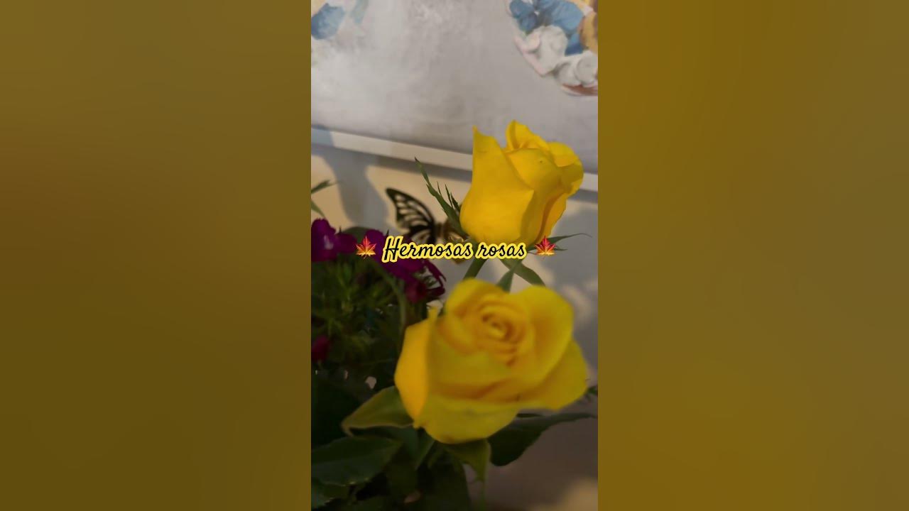 #music 🍁🥰 #song 💛 #amor 🧡💛🍁🥰 #rose 🍁🧡💛