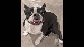 Molly, 4 year old BostonTerrier   8.22.26