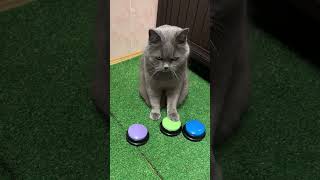 Умный кот меняем кнопки местами🟢🔁🟣Smart cat,we swap the buttons #cat #кот #говорящийкот #умныйкот