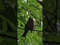 Cat listen an amazing bird song