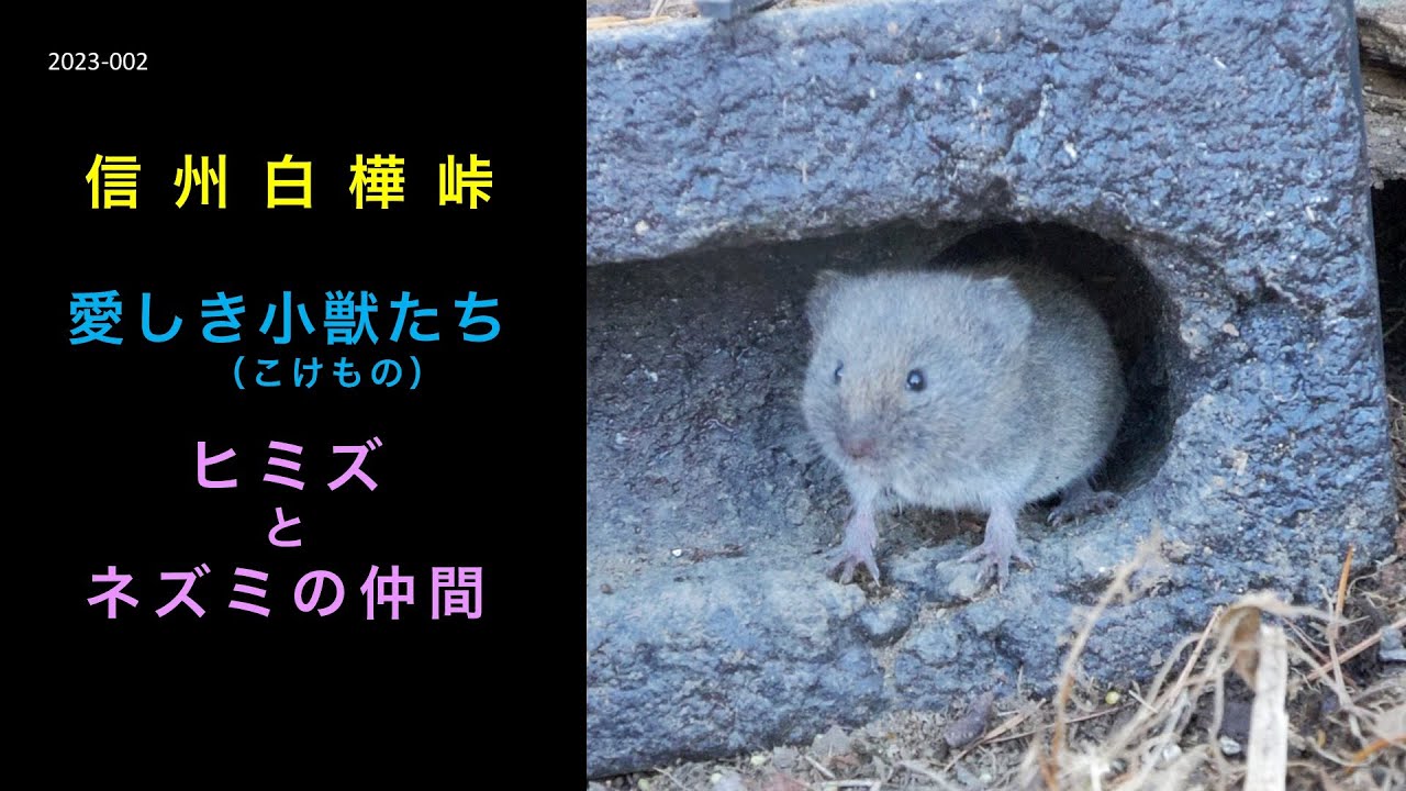 愛しき小獣（こけもの）たち