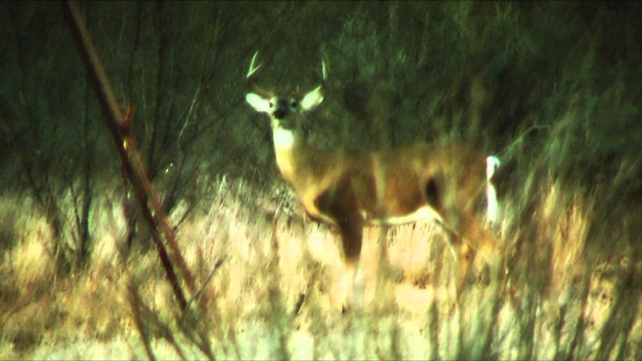 Where in the World is Colorado Buck? Texas Whitetails with Colorado
