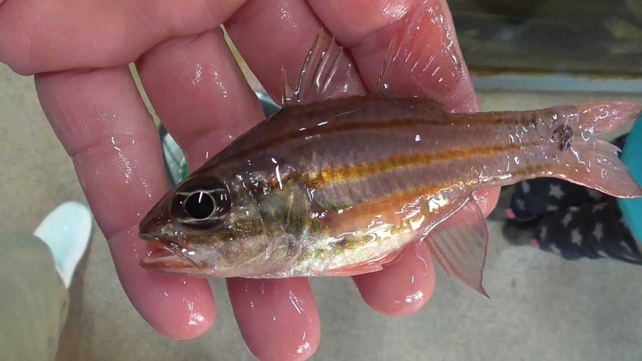 サビキ釣りで釣ったスジイシモチを 釣太郎みなべ店の水槽に入れていきます 良く釣れる外道魚的な魚ですが 体色がきれいなので観賞にはぴったりです Youtube サビキ釣りで釣ったスジイシモチを 釣太郎みなべ店の水槽に入れていきます 良く釣れる外道魚的な魚ですが 体色がきれいなので観賞にはぴったりです Youtube