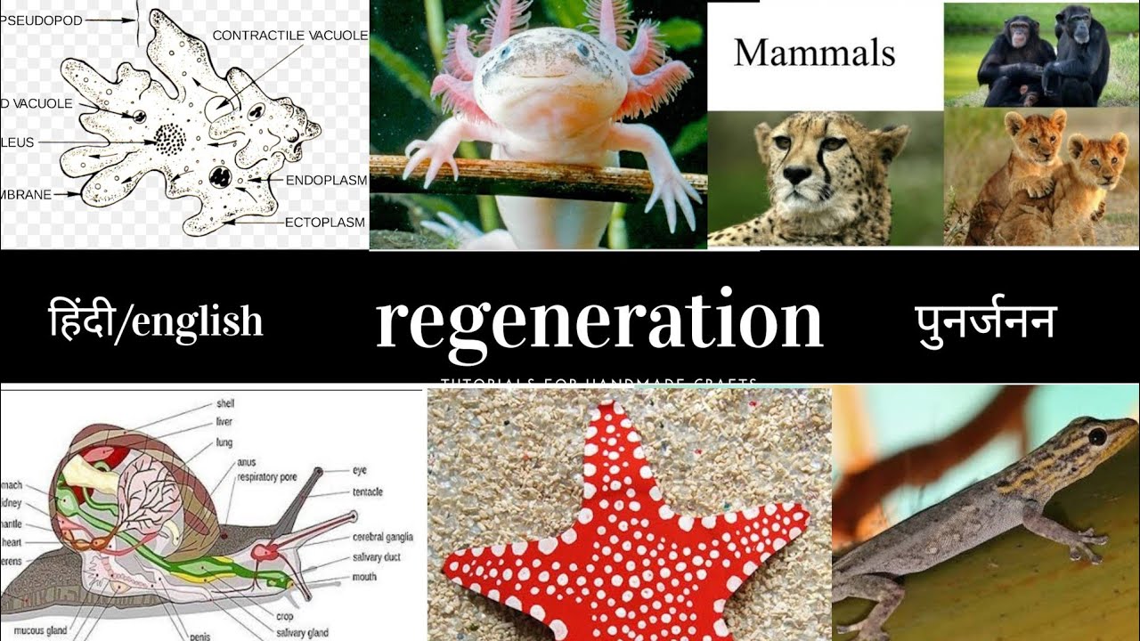 regeneration/पुनर्जनन regeneration in animal's randomstuffstudy 18
