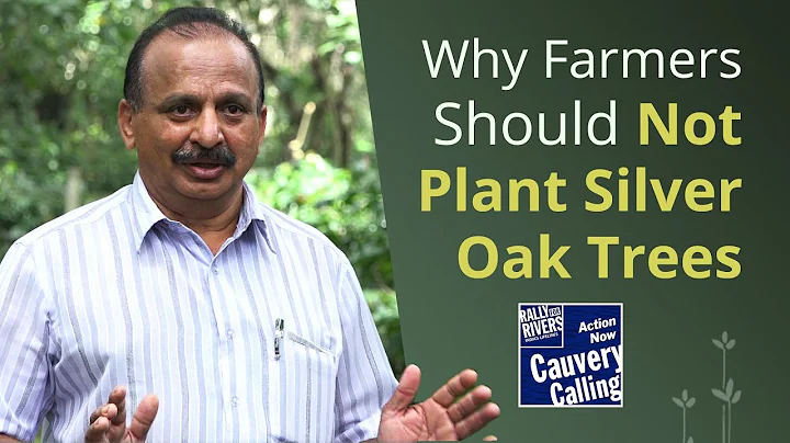 Why Farmers Should Not Plant Silver Oak Trees - A Prominent Scientist Explains