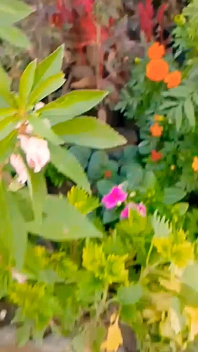 Gais# yah hai apni #nursery aap #dekh sakte ho# like comment #subscribe#🌿👈