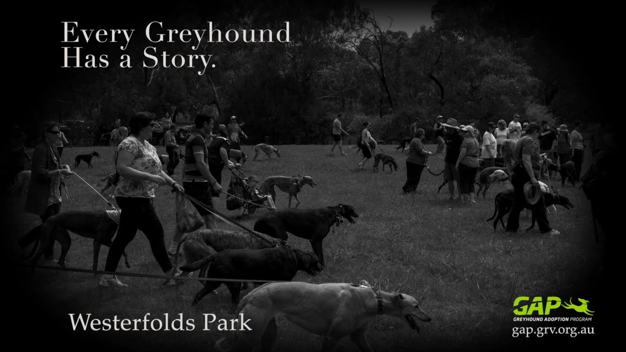 racing fever motor apk Every Greyhound Has a Story: Westerfolds Park