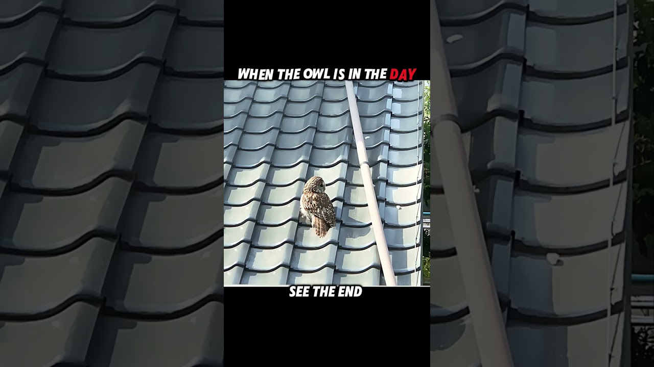 Daytime Victim, Nighttime Predator — The Owl’s True Power 🌙🦉 