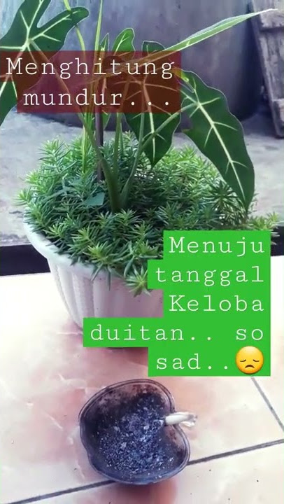 Story wa pagi sunda || story wa so..sad || story sunda_indo #shorts #shortvideo #status