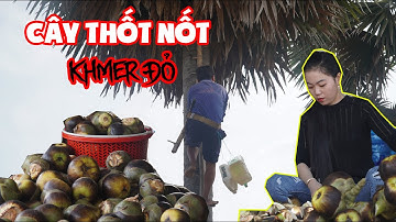 Cây thốt nốt từng giết bao người nay cứu sống dân làng I Phong