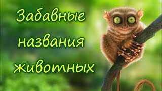 10 животных с необычными названиями и внешностью