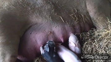 Mama Pig, Labor & Delivery (video 2 of 3)