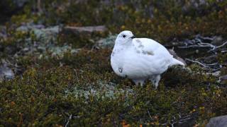 Through the Lens: Whitetailed Ptarmigan