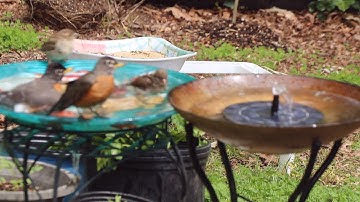 Làm đài phun nước cho chim tắm dễ dàng rẻ tiền -Easy-Make the best cheap fountain for bird bath DIY