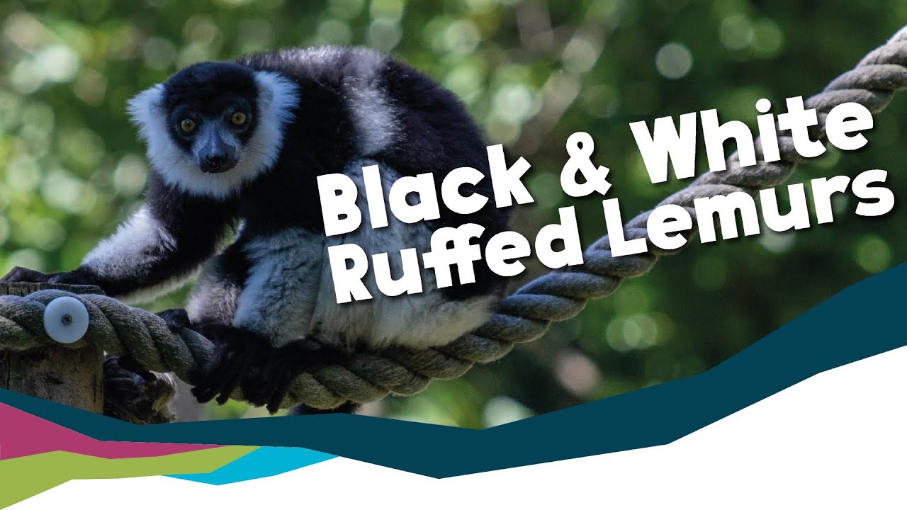 The Other Lemurs Of Madagascar - Black & White Ruffed Lemurs [Newquay Zoo]