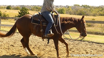 Peekin At Hugh - walk, trot, lope, stops, mechanical cow! - ValleyViewRanch.net