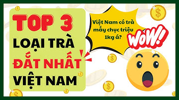 TOP 3 Loại Trà Đắt Nhất Tại Việt Nam - Có Loại Giá Lên Đến Hàng Chục Triệu 1Kg