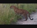 Pt 2 Safari Live&#39;s Sunset Safari Drive at 5:30 PM on April 02, 2018 ( Leopards &amp; Lions )