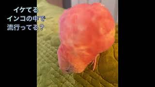 アキクサインコ　桃ちゃんの可愛さを堪能しました