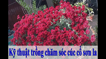 [ DƯƠNG ANH] Hướng dẫn trồng & chăm sóc hoa cúc cổ sơn la đầy đủ