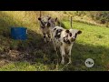 Aprenda cómo tecnificar correctamente su finca ganadera de clima frío - La Finca de Hoy