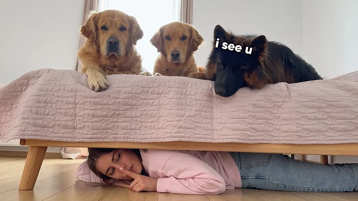 Playing Hide and Seek with My Dogs... They Were SO Suspicious!