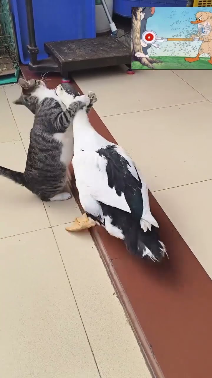 Funny cat ? ? ? ? ? ? ? ? ? ? ? ? ? ? ? ? ?