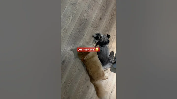 Video 11552951: mainecoon siamese, siamese cat cartoon, mainecoon big cat