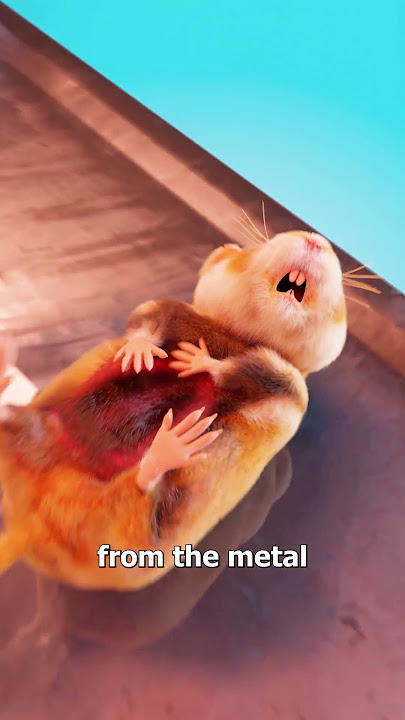 Microwaving Hamsters For Science 😢