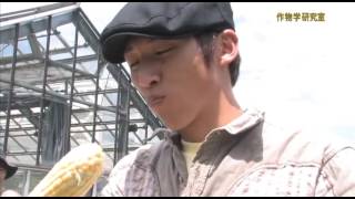 作物生産分野 研究室（作物学研究室、遺伝育種学研究室）