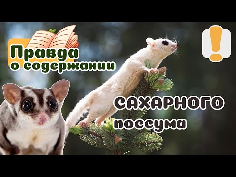 20 вещей, которые надо знать о САХАРНЫХ ПОССУМАХ, прежде чем завести. НЕ БЕЛКА-ЛЕТЯГА.