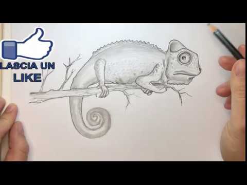 Video: Come Si Disegna Un Camaleonte