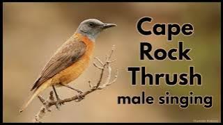 CAPE ROCK THRUSH male singing
