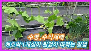 마디호박(애호박) 1개심어 원없이 따먹는 방법   ~마디호박 순치기,순지르기 재배방법,키우기 주말농장,텃밭,전원일기