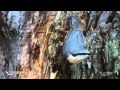 Kuisių miško paukščiai - Birds of forest, Kuisiai