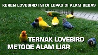 LOVEBIRD FARM WILD NATURE | PENANGKARAN TERNAK LOVEBIRD DI ALAM BEBAS | LOVEBIRD FREE FLY