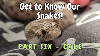 Get to Know Our Snakes! Series: Part Six - Cale