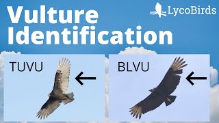 Turkey Vulture vs Black Vulture  Raptor Identification (Birding)