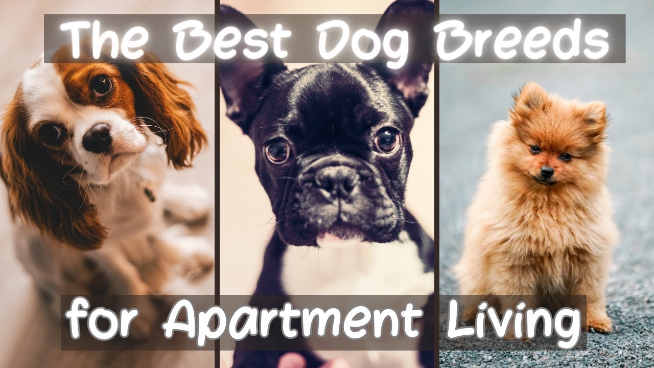 what is the best dog breed for apartment living