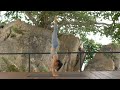 Level Up Your Handstand with this 20-Minute Flow | Practice Yoga with Briohny Smyth