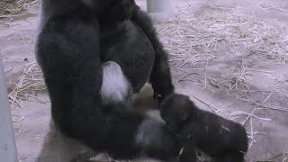 溺愛するママと育児が不慣れなパパ💗ゴリラのキンタロウ【京都市動物園】