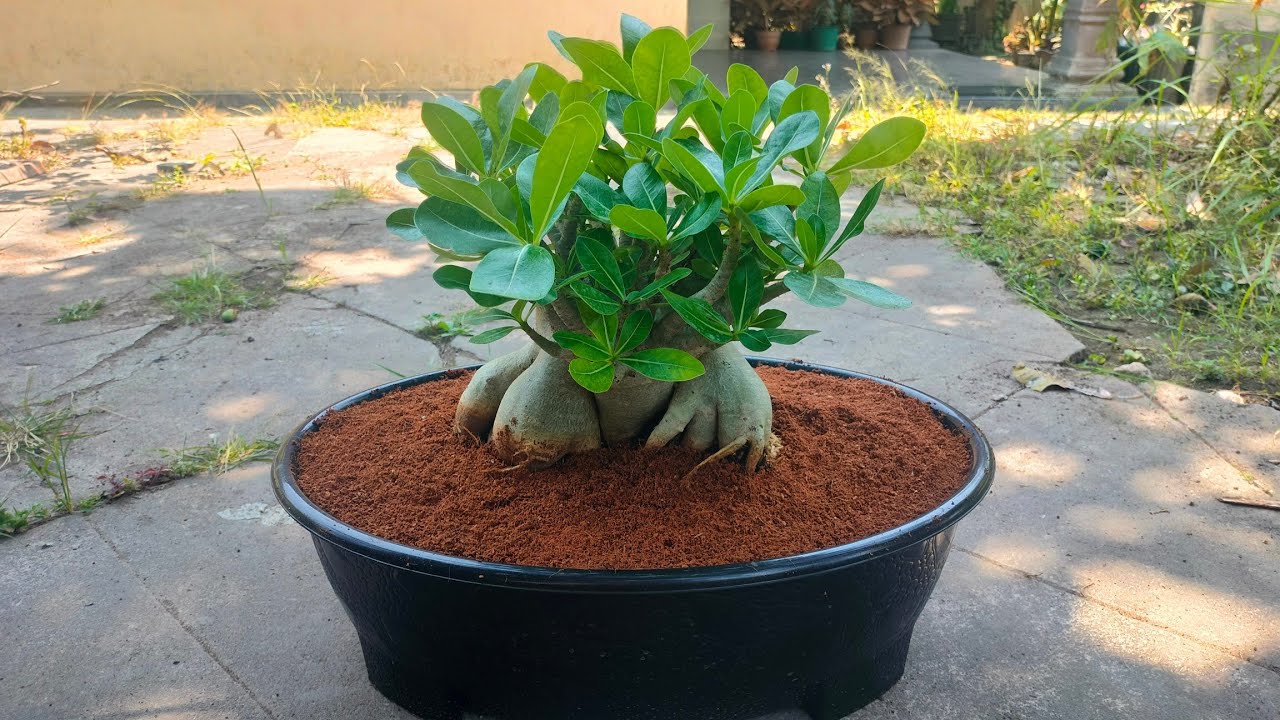 Bonsai Adenium Arabicum Godji, media dan perawatannya