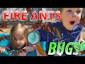 FIRE ANT BUG HUNT! Adventure walk for REAL BUGS, BIG ant hills, ant tunnels &amp; MORE for KIDS!