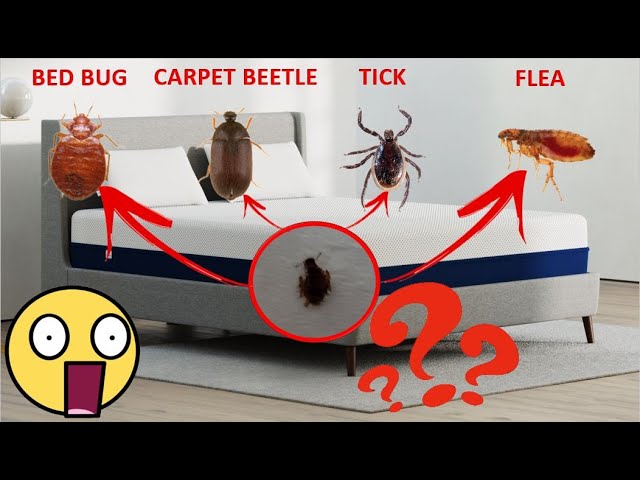 How To Tell The Difference Between Bed Bugs And Carpet Beetles