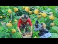 Women with monkey found snakehead murrel with mangosteen for cook  eating delicious