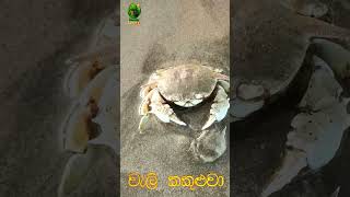 ස්වභාවධර්මයේ අපූර්ව නිර්මාණයක් - වැලි කකුළුවා | Nature's Art: The Sand Crab#nature #travel