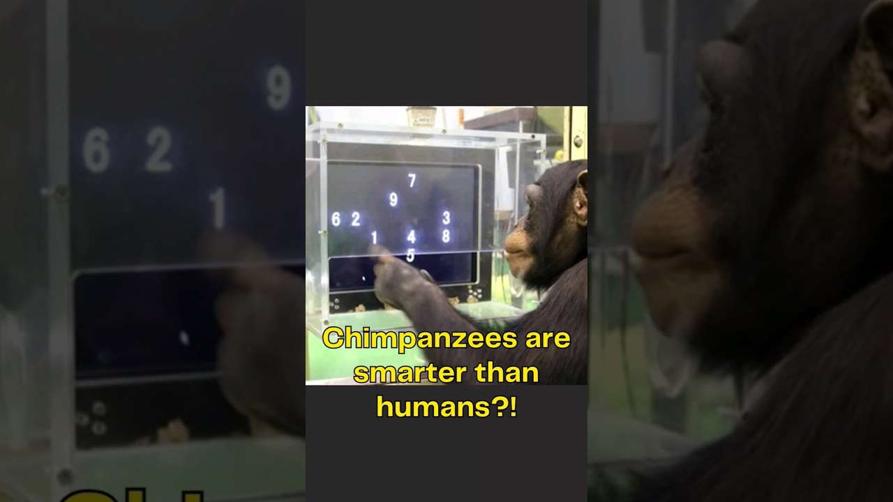 Chimpanzees are smarter than humans?!
